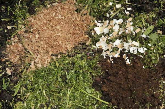 Vaječné skořápky lépe začleněny do půdy kopat na podzim, spolu s jinými hnojivy