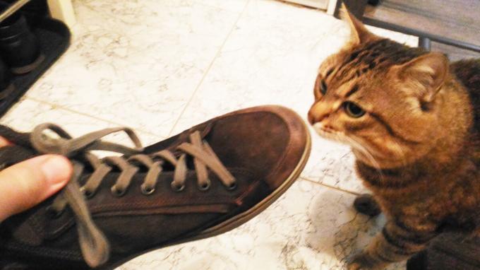 Přijetí boty moje kočka.