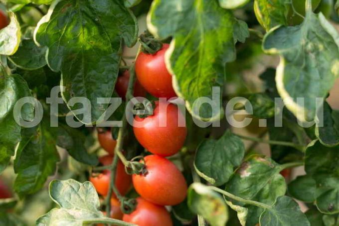 Rostoucí rajčata ve skleníku. Ilustrace pro článek je určen pro standardní licence © ofazende.ru