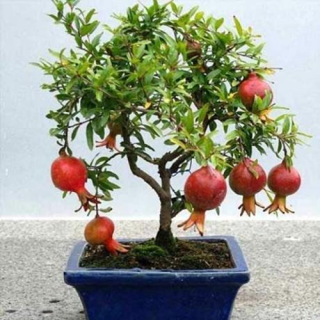 Granátového jablka je vhodný pro pěstování bonsají techniku