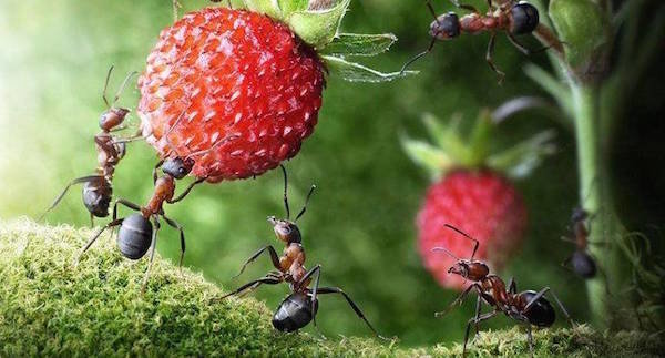 Mravenci na místě: újma nebo prospěch?