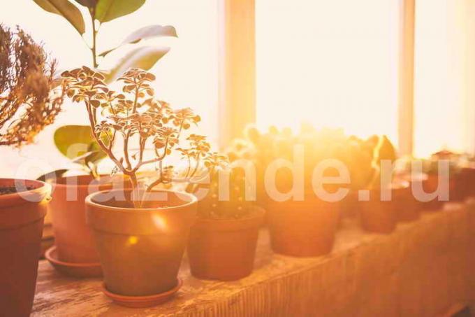Hrnkové rostliny na balkon. Ilustrace pro článek je určen pro standardní licence © ofazende.ru
