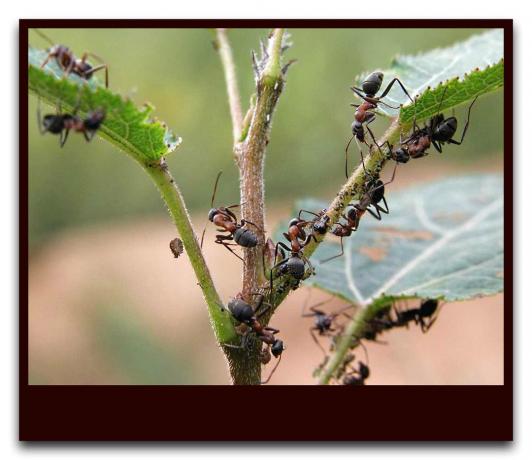 Pokud jde o jeden den pozemek zbavit mravenců v celé sezóny, a to bez použití chemických látek