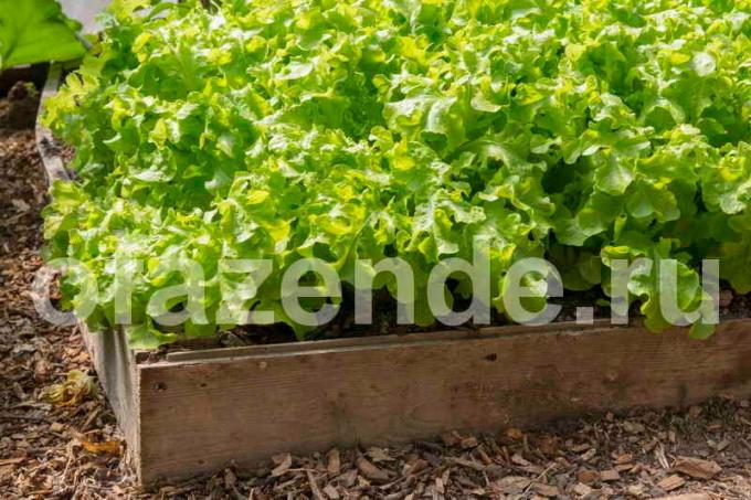 Jak zasadit salát v otevřeném terénu semen