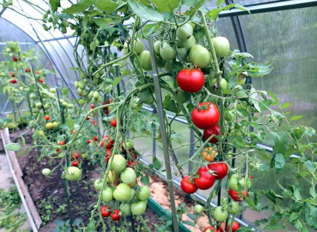 Péče pro rajčata ve skleníku (Fotografie použita dle standardního licence © ofazende.ru)