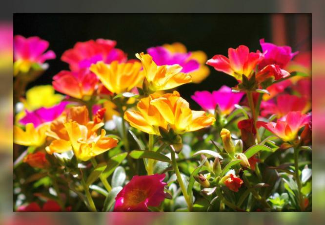 Purslane dekorativní - nádherné kvetoucí koberec pro vaši zahradu a květinové záhony