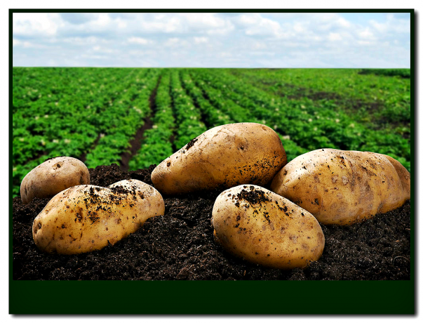 Usadit na 3 běloruských odrůdy brambor! Nebudete litovat! 👍
