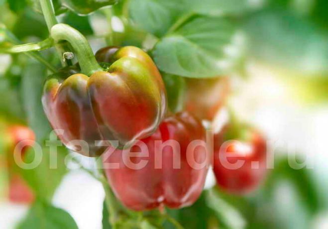 Pěstování papriky. Ilustrace pro článek je určen pro standardní licence © ofazende.ru