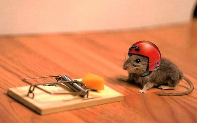 Jak se zbavit myší v zemi: levné, ale účinný způsob,