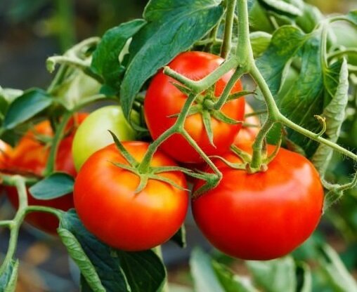 Jak rozšířit plodů rajčat v srpnu