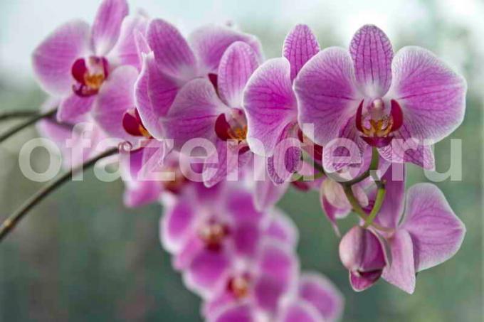 Pěstování orchidejí. Ilustrace pro článek je určen pro standardní licence © ofazende.ru