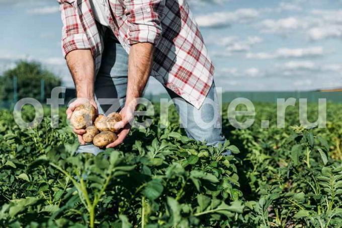 Pěstování brambor v slámy