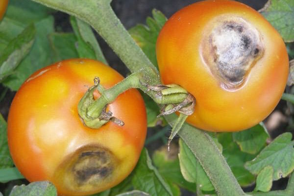Brown-hnědé skvrny na listech rajčat: co to je a jak bojovat