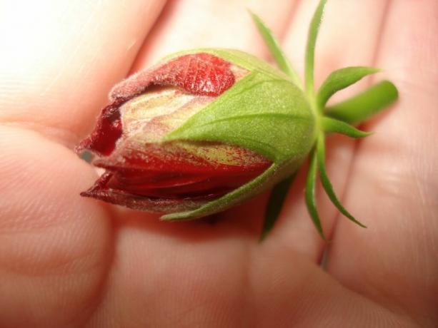 3 základní pravidla, která je nutno dodržovat, aby vaše Ibišek (Čína růže) kvetly od časného jara do pozdního podzimu
