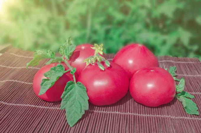 Klasické růžové rajčata. Ilustrace pro článek je určen pro standardní licence © ofazende.ru