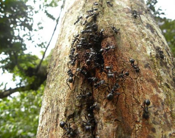 Osvědčené způsoby, jak pomoci zbavit mravenců v zahradě a na zahradě