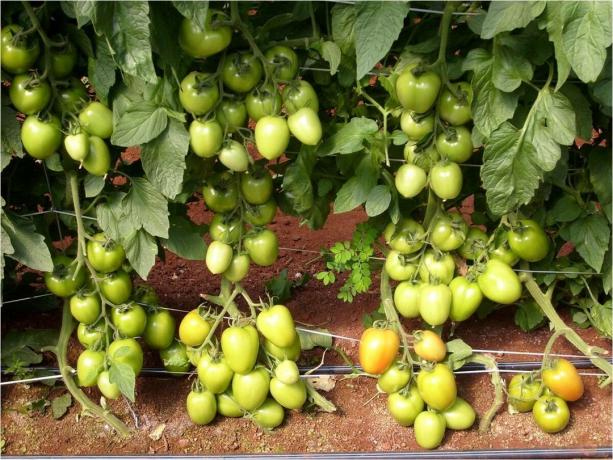 5 nejlepších odrůd vzniku časné podměrečné (!) Rajčata na otevřeném terénu (v roce 2020)