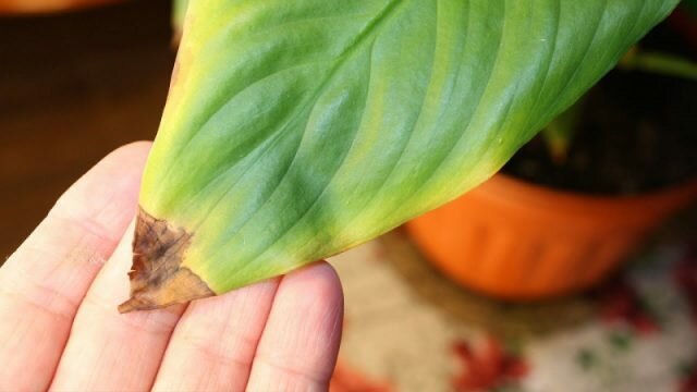 Tropical hezký Spathiphyllum reaguje na suchu a teple jeden z prvních
