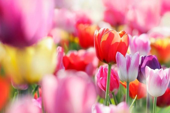 Kvetoucí tulipány. Ilustrace pro článek je určen pro standardní licence © ofazende.ru