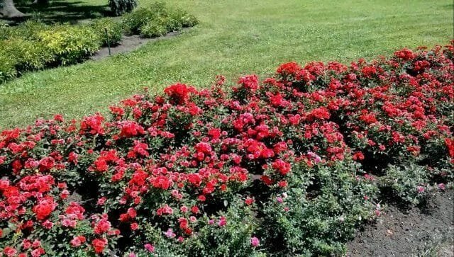 Prořezávání růže na jaře: pravidla, tipy, rady