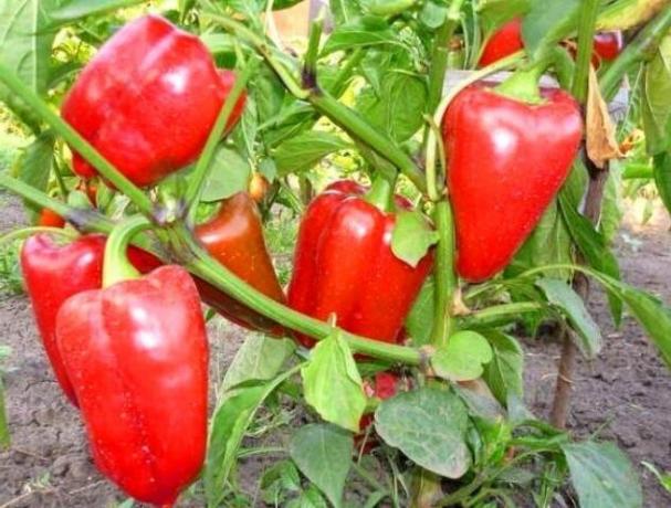 Rostoucí zdravou sladkou papriku bez nemoci. Tipy zahradník