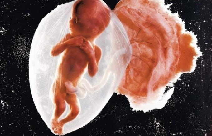 První fotografie dítě embryo.