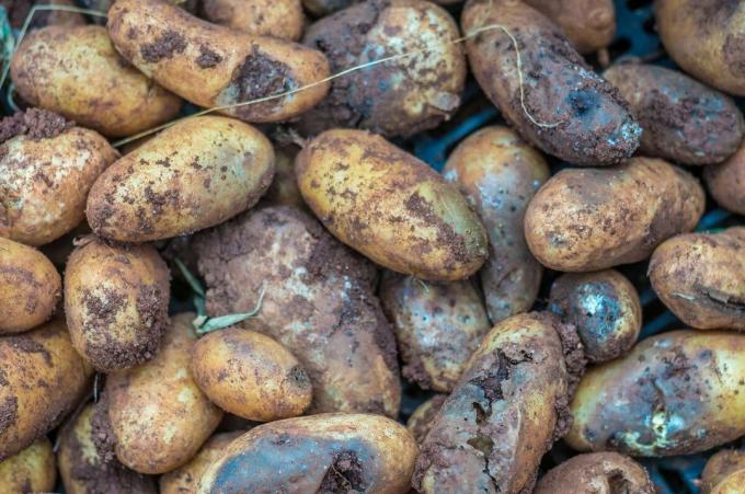 5 hlavních důvodů, které mohou hnilobě brambory ve sklepě