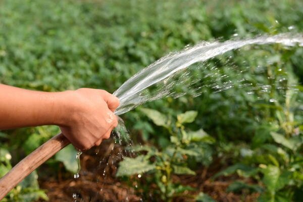 Je možné zalévat rostliny v zahradě se studenou vodou? Moje zkušenost