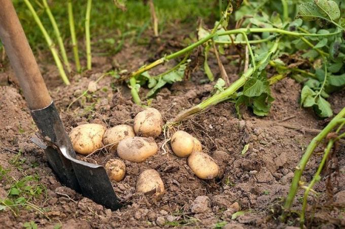Když je potřeba vykopat brambory a jak zjistit, že ona byla „zralý“