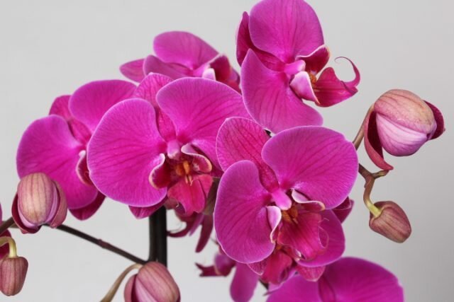 Jak pečovat o kvetoucí orchidej, že vzkvétala tak dlouho, jak je to možné
