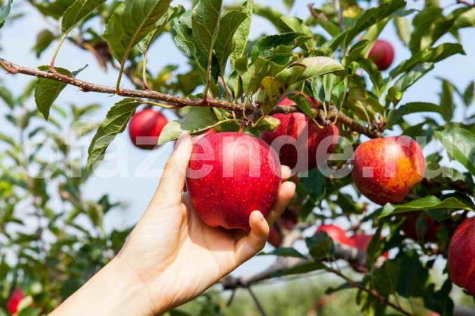 Pěstování jabloní. Ilustrace pro článek je určen pro standardní licence © ofazende.ru