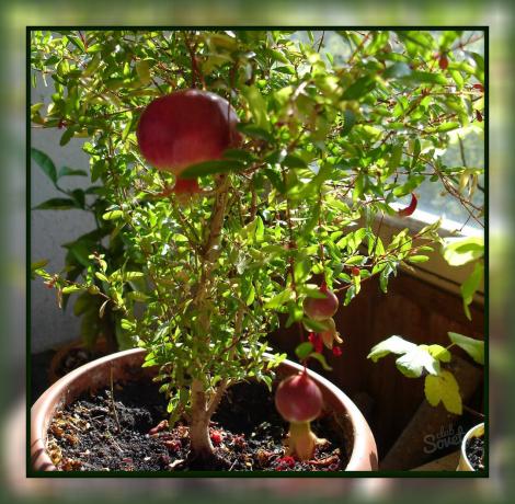 Jak rostou granátové jablko doma, takže si můžete hodovat na chutné ovoce přímo z parapetu!