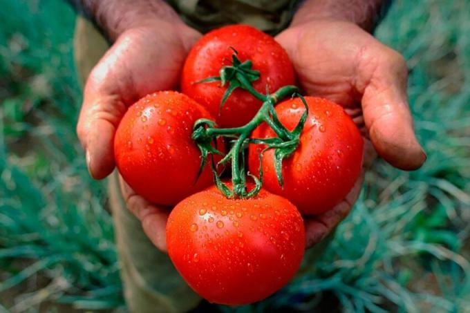 Starého Babiččin recept na dresinkem rajčata, který dává bohatou úrodu