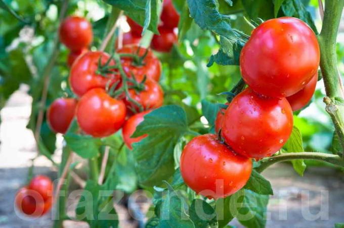 Jak a kdy sprej rajčata zachovat a zvyšovat úrodu