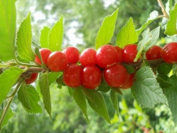 Berry cherry cítil na větvi. © Sue