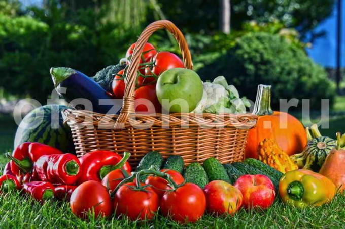 Kolekce zeleniny. Ilustrace pro článek je určen pro standardní licence © ofazende.ru