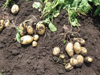 Co přivedlo jsem experiment odříznutím veškerých květin brambor