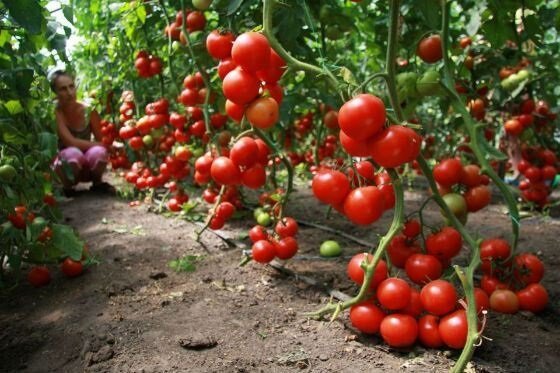 Jak pěstovat rajčata (rajčata)