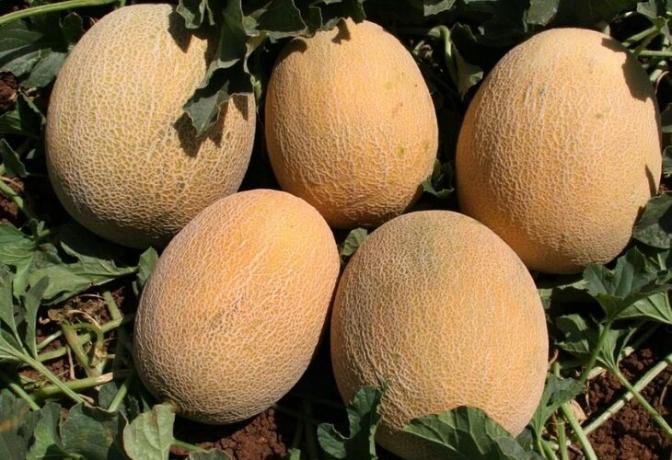 Jak pěstovat dobrou úrodu melounů v zahradě. praktické rady