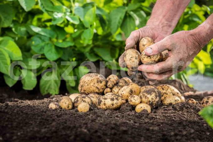 pěstování brambor. Ilustrace pro článek je určen pro standardní licence © ofazende.ru