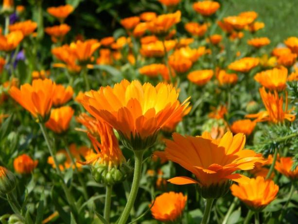 11 nejkrásnějších a nenáročný květinová zahrada