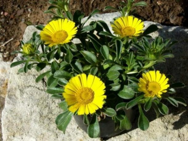 Kontejner Zahradnictví - nenáročné rostliny pro vaši zahradu: tipy pro zahradníky