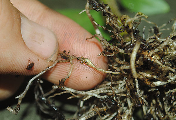 Zabraňuje vzniku root-uzel hlístic v příští sezóně