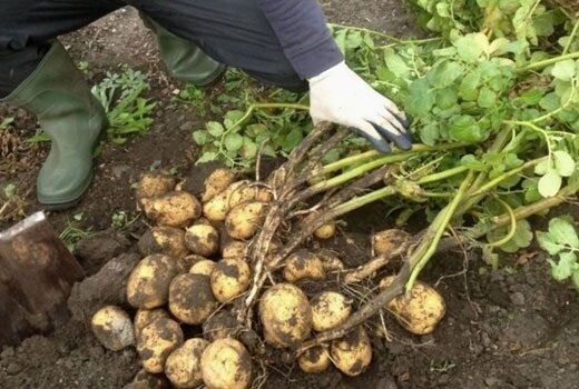Jak pěstovat rané brambory