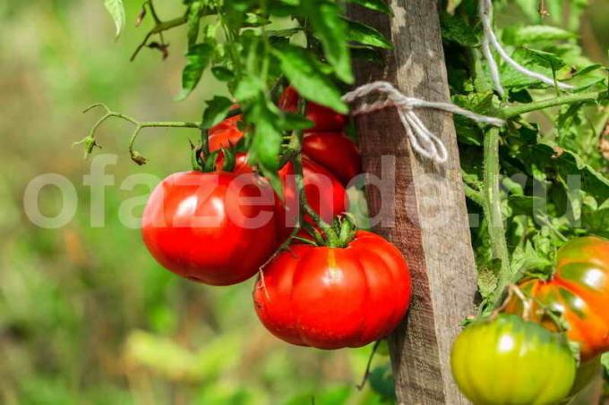 Podvazkové rajčata. Ilustrace pro článek je určen pro standardní licence © ofazende.ru