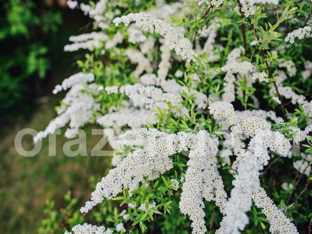 Spiraea Rostoucí z řízků: praktické rady