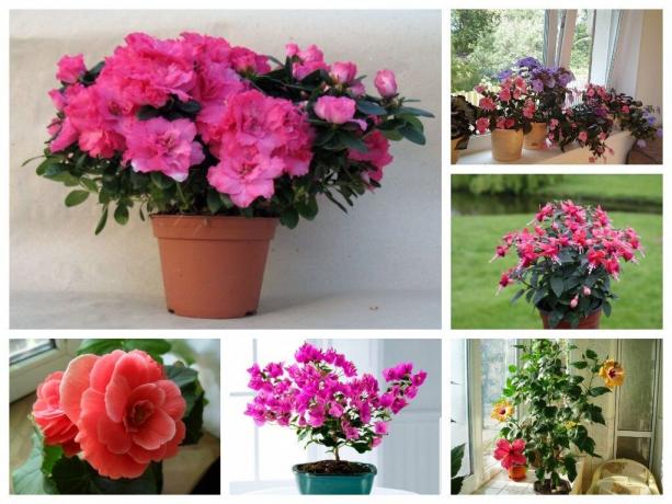 6 pokojové rostliny s bohatou květu: ozdobou každé domácnosti