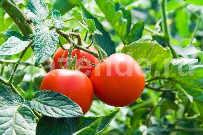 Pěstování rajčat. Ilustrace pro článek je určen pro standardní licence © ofazende.ru