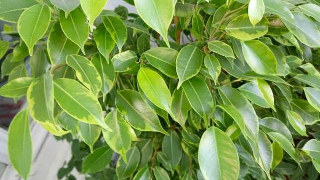 Chce Ficus benjamina? 5 jednoduchých tipů pro zdravý růst