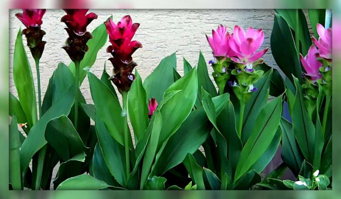 Jak pěstovat na okenním parapetu kurkumy a dostat jen nádherný květ pokoj